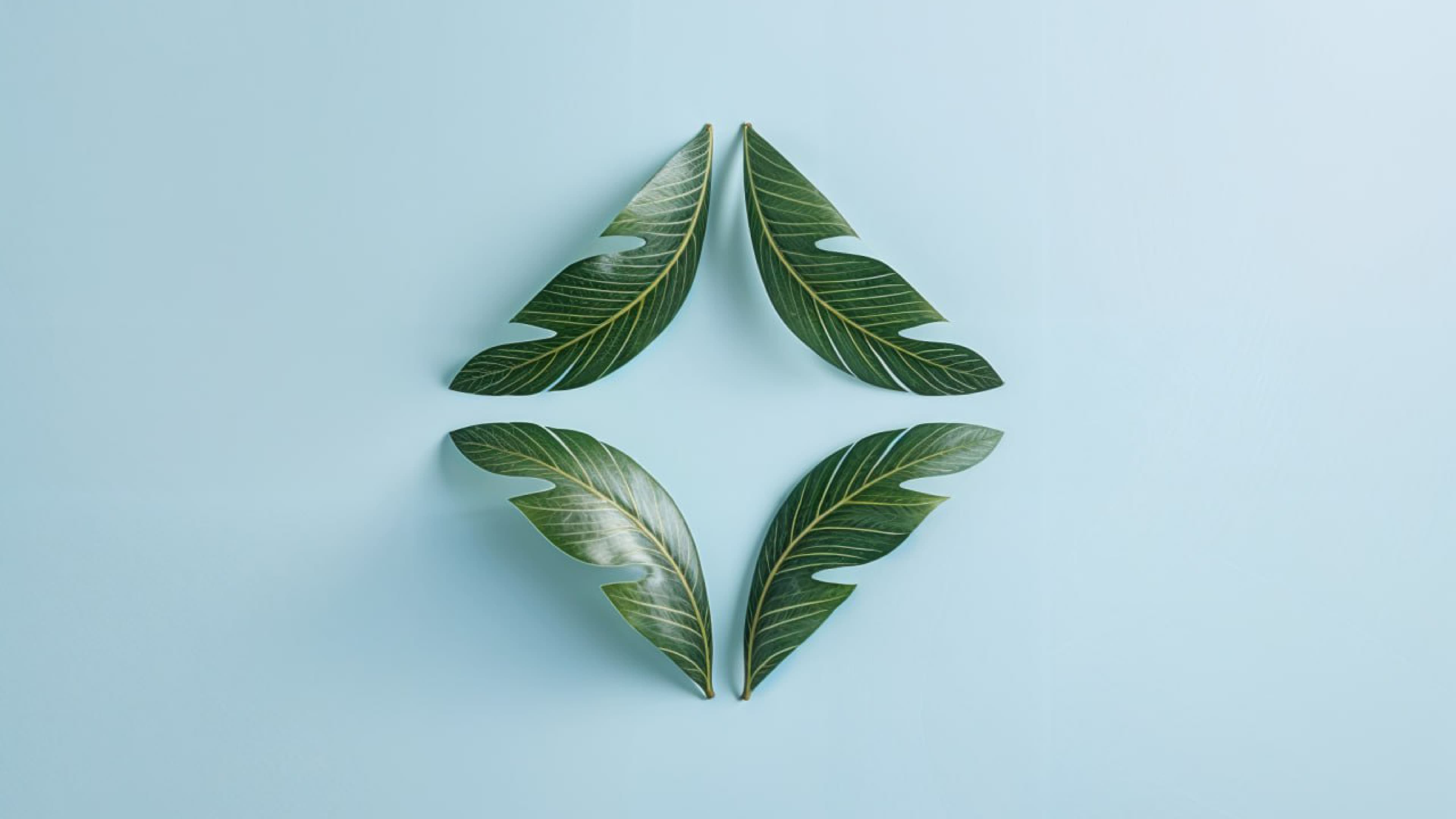 Double Palm 22